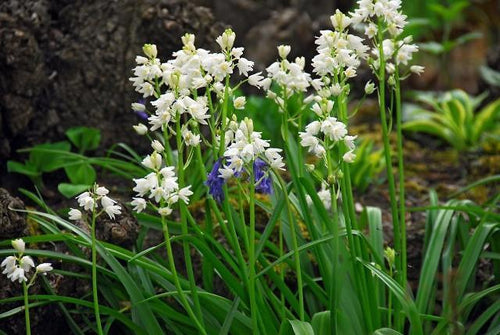 Jacinthe d'Espagne White City Bulbs