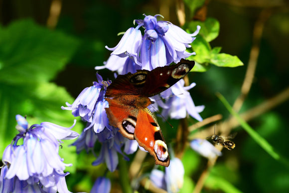 Acheter Jacinthe d'Espagne - Hyacinthoides hispanica