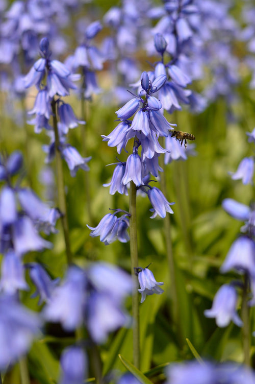 Hyacinthoides hispanica Excelsior Blue