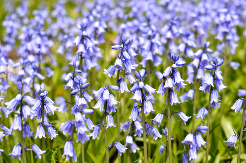 Hyacinthoides Hispanica 'Excelsior Blue' | Jacinthe des Bois