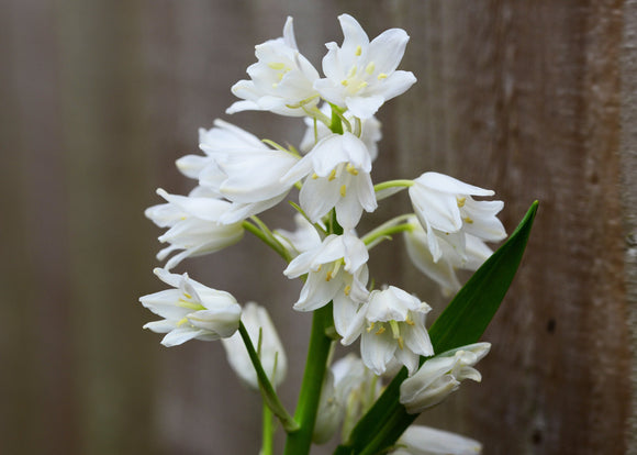Hyacinthoides Hispanica Jacinthe d'Espagne (White City)