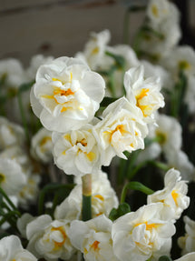 Jonquille Bridal Crown