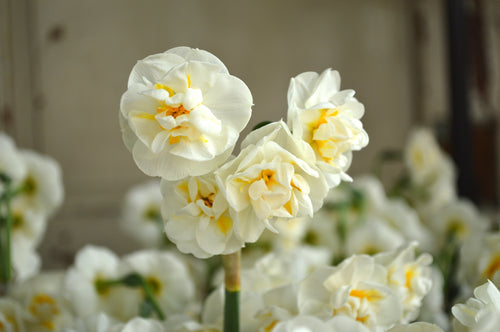 Jonquille Bridal Crown | Jonquilles | Bulbes de printemps