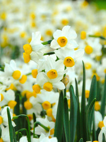 Jonquille naine Canaliculatus