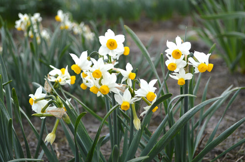 Narcisse nain : achat / vente bulbes de narcisses Canaliculatis