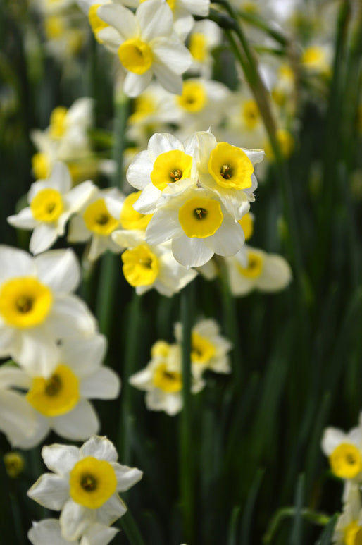 Narcisse Canaliculatus