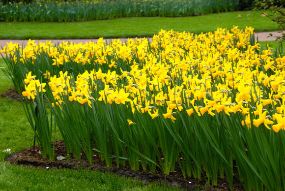 Narcisses cyclamineus 'February Gold' Narcisses - Bulbe