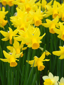 Jonquille Naine February Gold