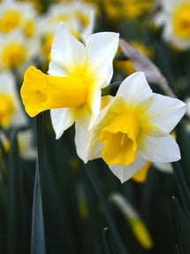 Jonquille naine Golden Echo