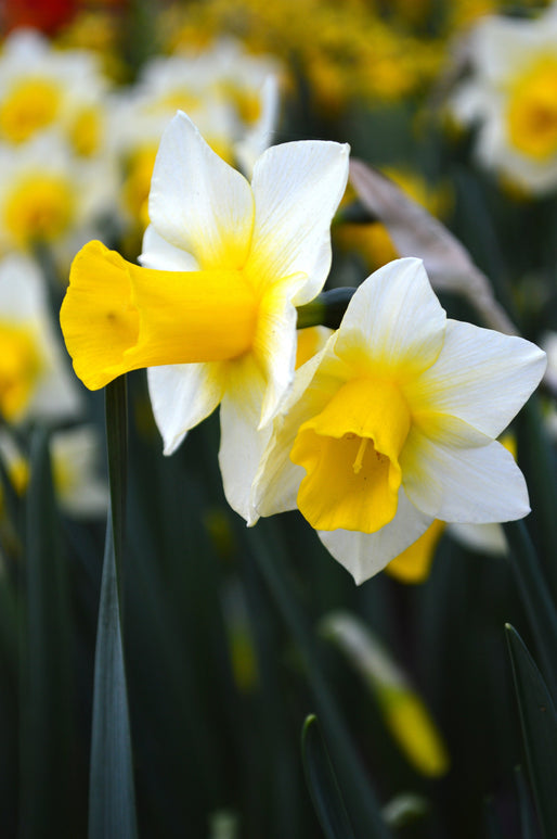 Narcisse Golden Echo blanc au coeur jaune citron