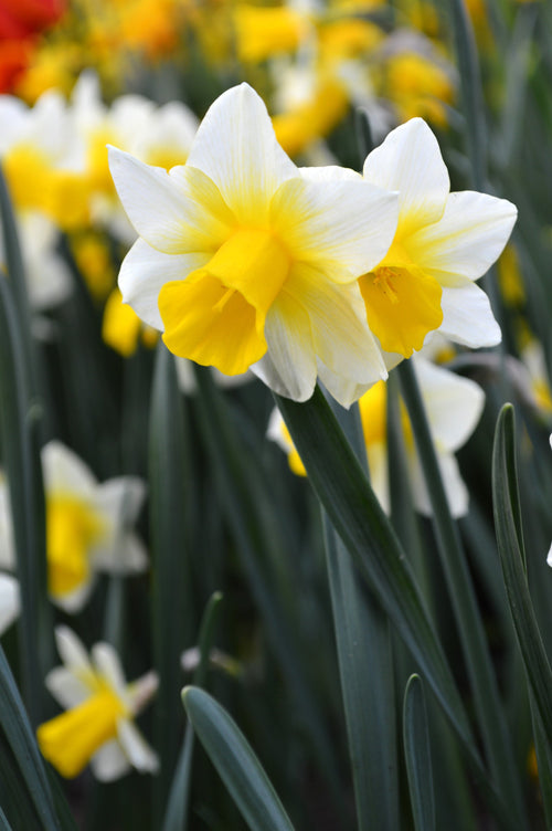 Narcisse Golden Echo