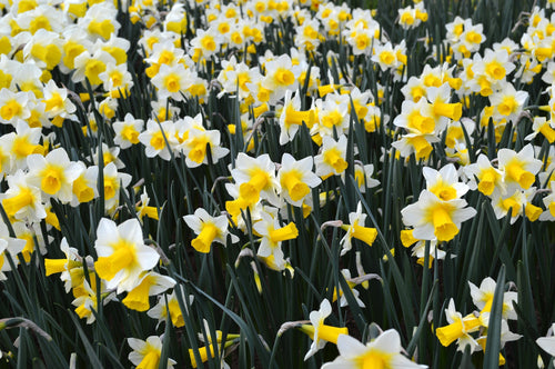 Narcisse : achat / vente bulbes de narcisses & jonquilles Golden Echo