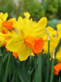 Jonquille naine Jetfire