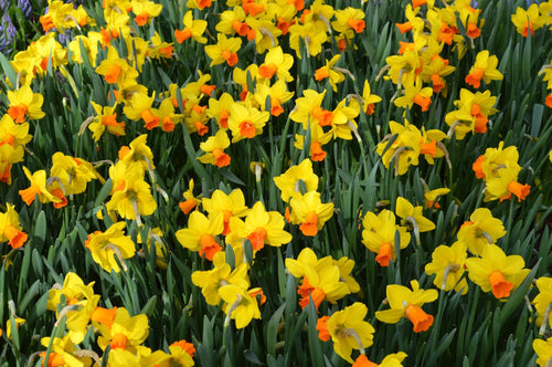 Bulbes à fleurs Narcisse nain Jetfire