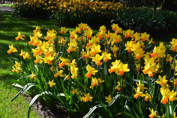 Jonquilles - Plantes à floraison printanière - Bulbes à fleurs