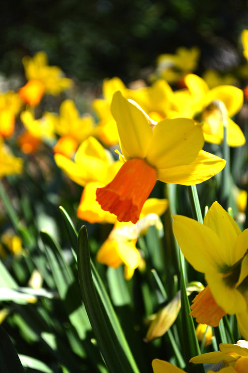 Narcisse Jetfire (Jonquille)