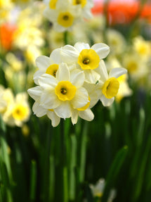 Jonquille naine Minnow