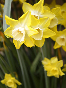 Jonquille naine Pipit