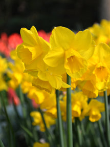 Jonquille naine Quail