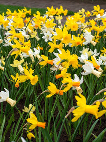 Jonquille naine Rockgarden Mixed