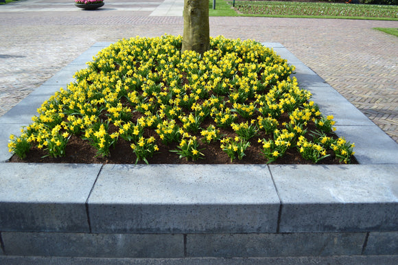 Bulbes de jonquilles Tête à Tête