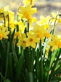 Jonquille Tête-à-Tête