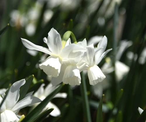 Narcisse Thalia - Narcisse nain