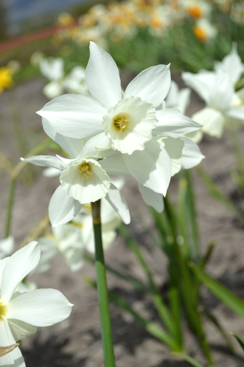 Narcisse 'Thalia' - Jonquilles