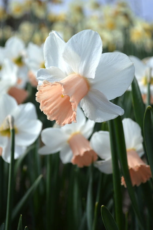 Narcisse nain : achat / vente bulbes de narcisses nains Cha Cha