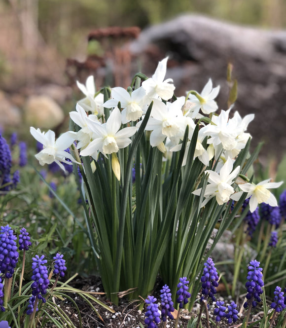 Jonquille naine Thalia