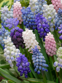Muscari Magic Mix
