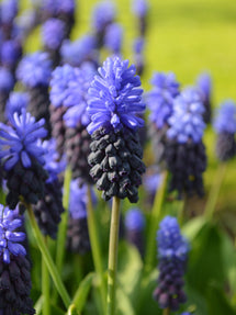 Muscari Latifolium (Jacinthe à grappes)