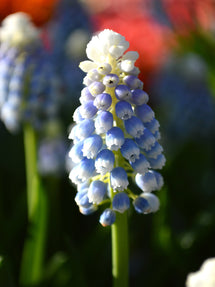 Muscari Mount Hood (Jacinthe à grappes)