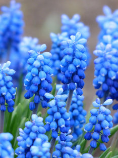 Muscari Ocean Magic (Jacinthe à grappes)