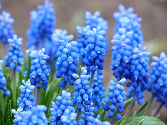Muscari Ocean Magic (Jacinthe à grappe)