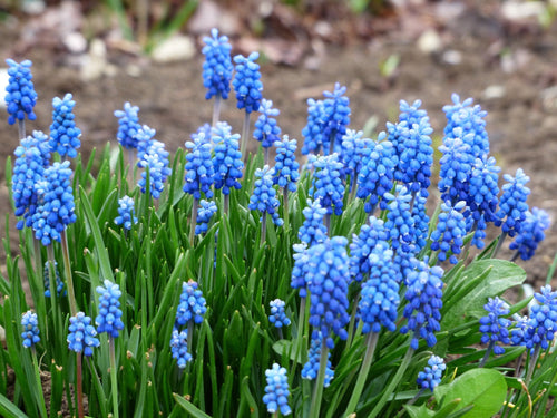 Muscari aucheri Ocean Magic 7+ - Muscari tubergenianum