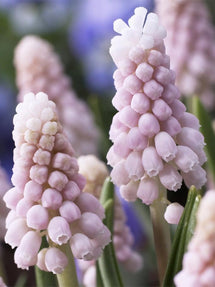 Muscari Pink Sunrise (Jacinthe à grappes)