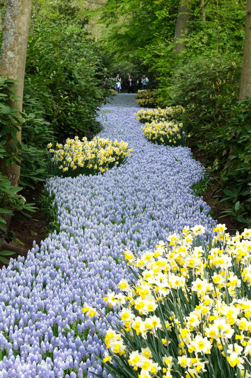 Muscari Valerie Finnis | Muscari | Bulbes de printemps