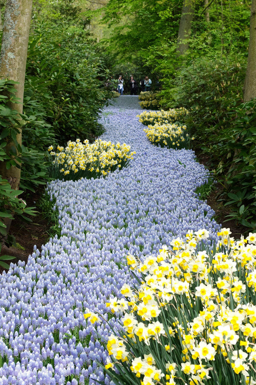 Muscari Valerie Finnis | Muscari | Bulbes de printemps
