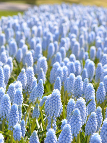 Muscari Valerie Finnis (Jacinthe à grappes)