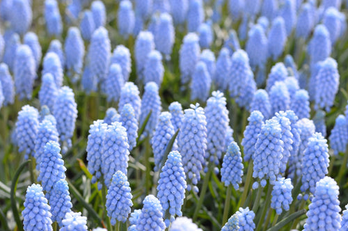 Muscari Armeniacum Valerie Finnis ®
