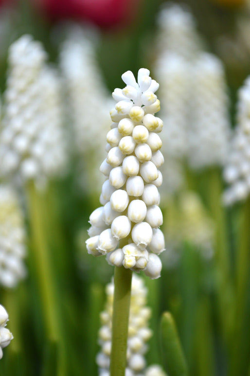 Muscari White Magic | DutchGrown™