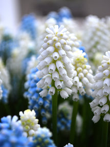 Muscari White Magic (Jacinthe à grappes)