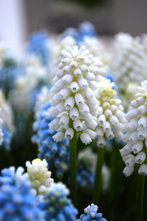 Muscari White Magic (Jacinthe à grappe)