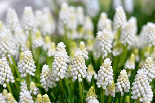 Muscari Aucheri White Magic