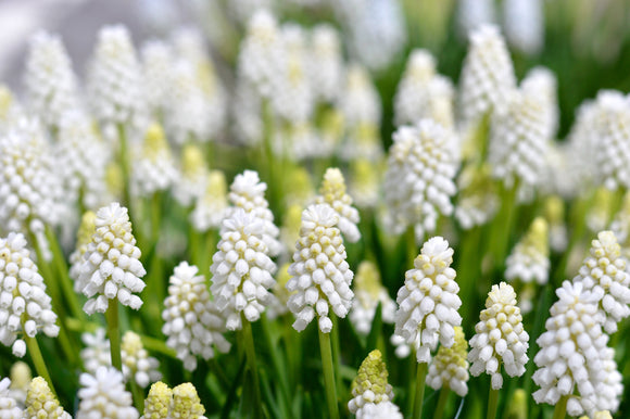 Muscari Aucheri White Magic