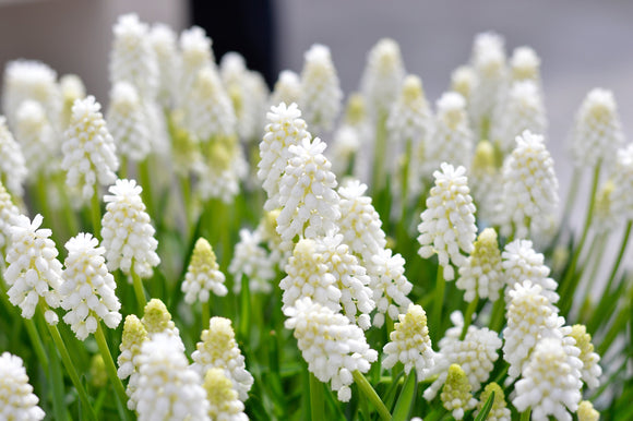 Muscari aucherii White Magic 9+Un joli muscari blanc pur