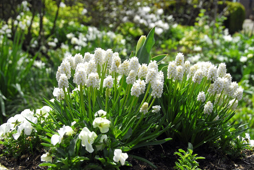 Muscari aucherii White Magic muscari blanc pur
