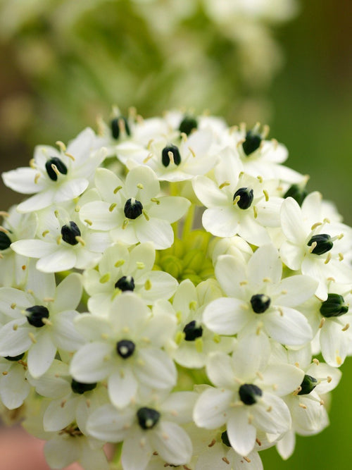 Les bulbes d’Ornithogalum produisent des grappes de fleurs typiques blanches en forme d’étoile, souvent rayées de vert.