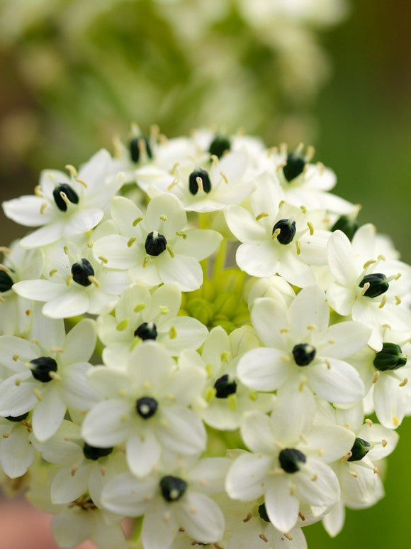 Les bulbes d’Ornithogalum produisent des grappes de fleurs typiques blanches en forme d’étoile, souvent rayées de vert.